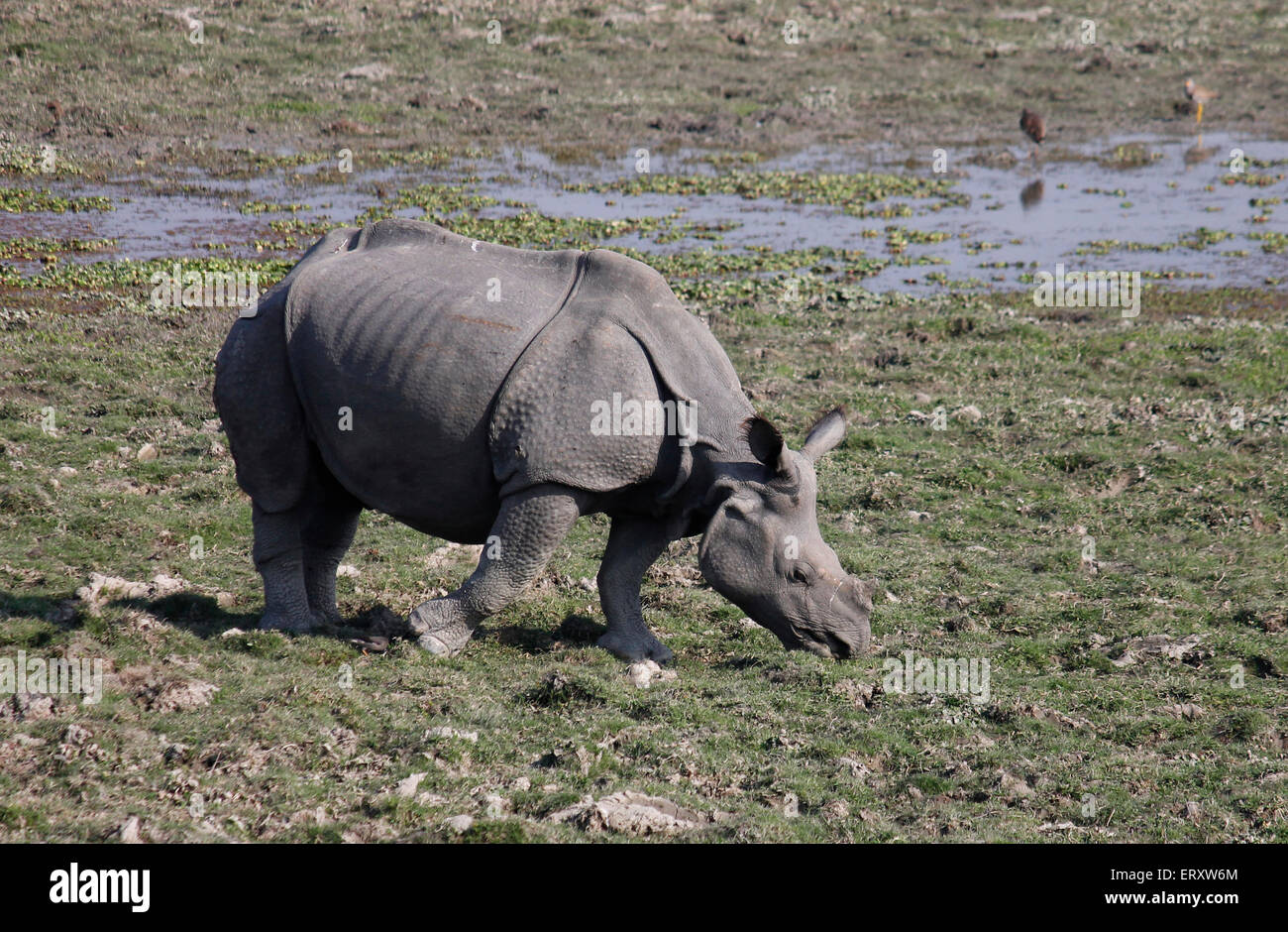 One Horned Rhino Stock Photo