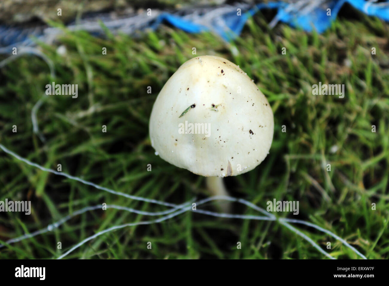 white mushroom close up Stock Photo