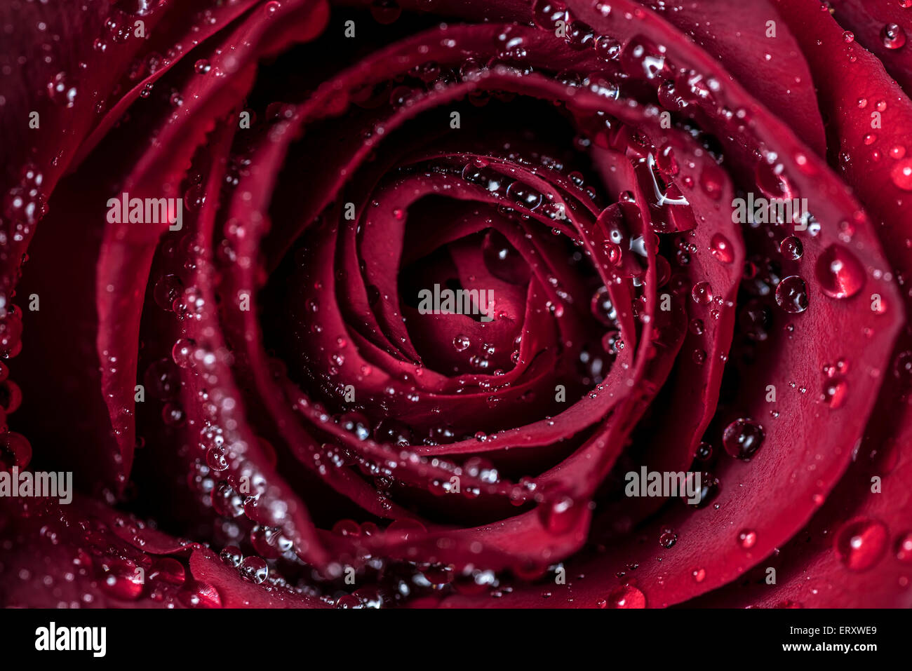 Low key roses hi-res stock photography and images - Alamy
