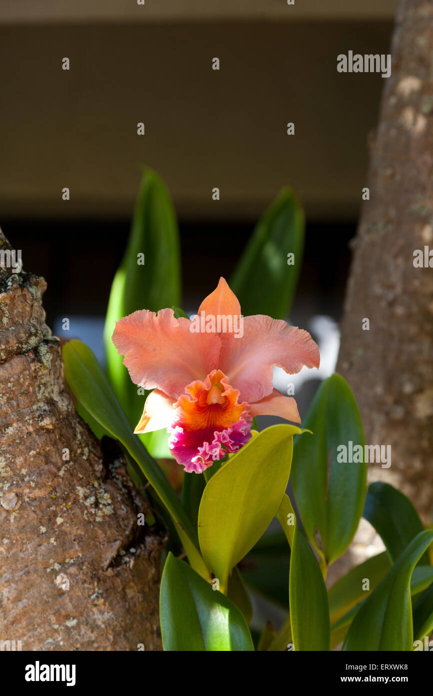 Cattleya orchid blossom, Maui, Hawaii. Stock Photo