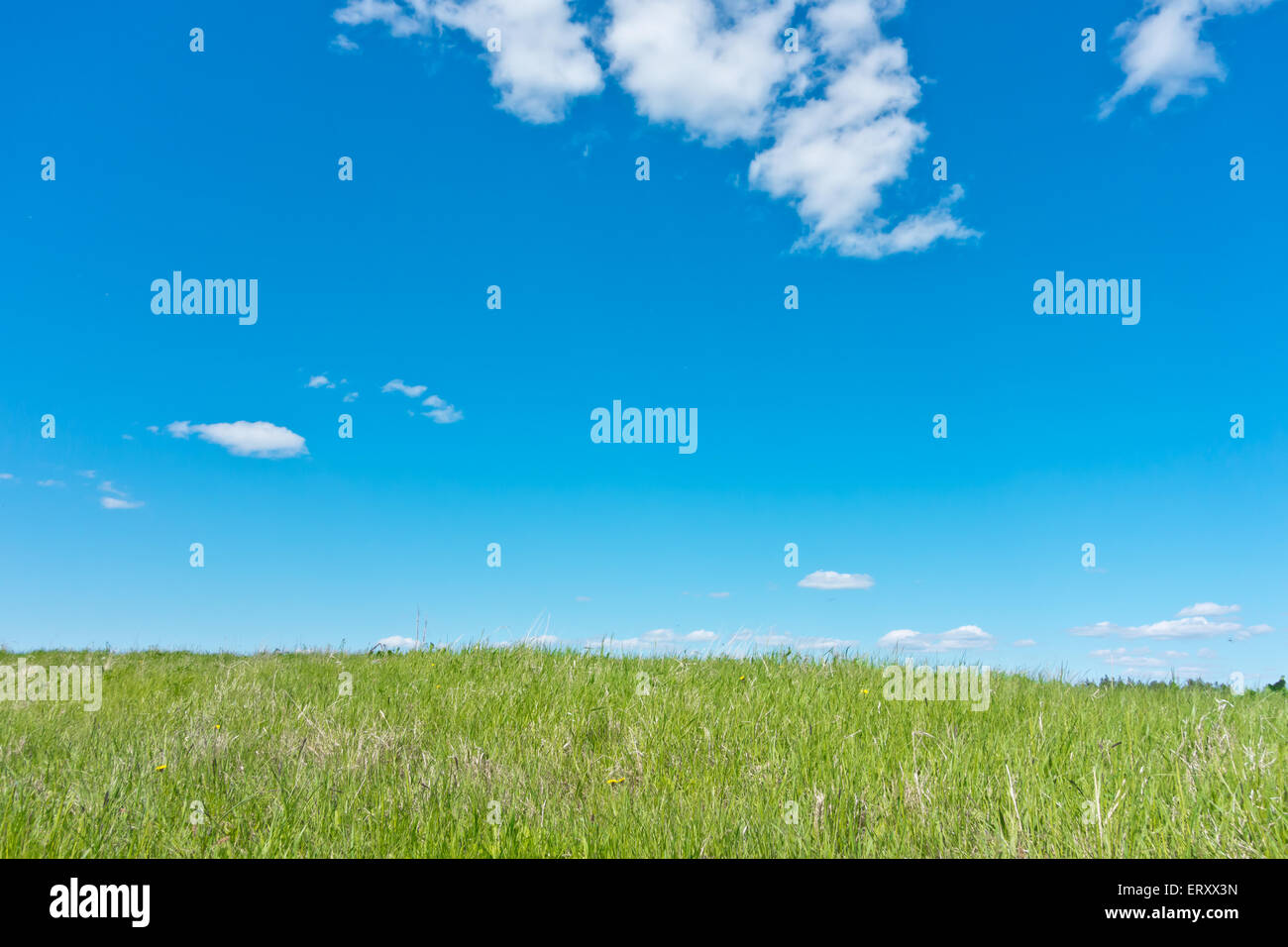 blue sky and green field Stock Photo - Alamy