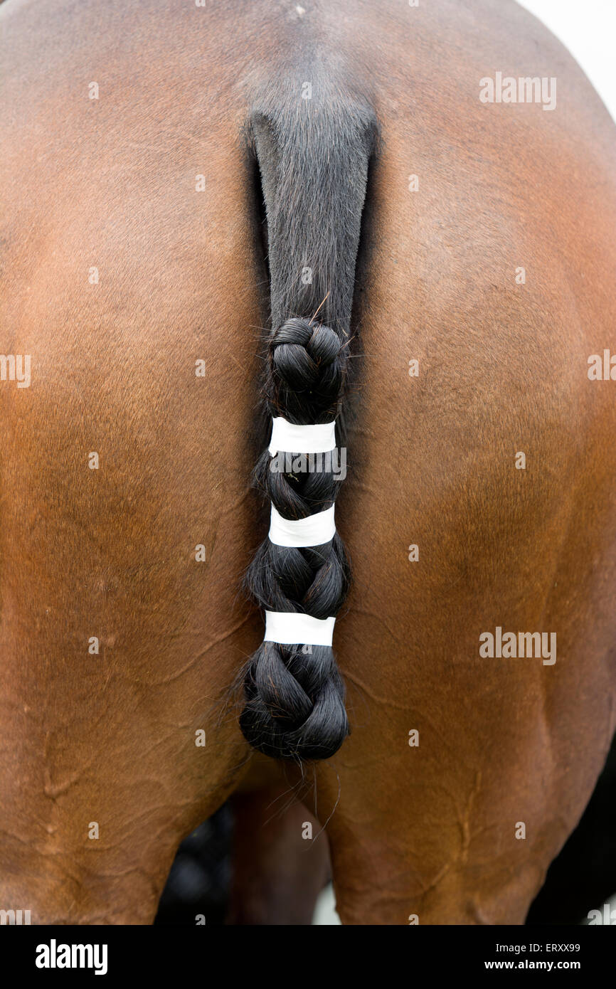 Taped up tail of a polo pony Stock Photo