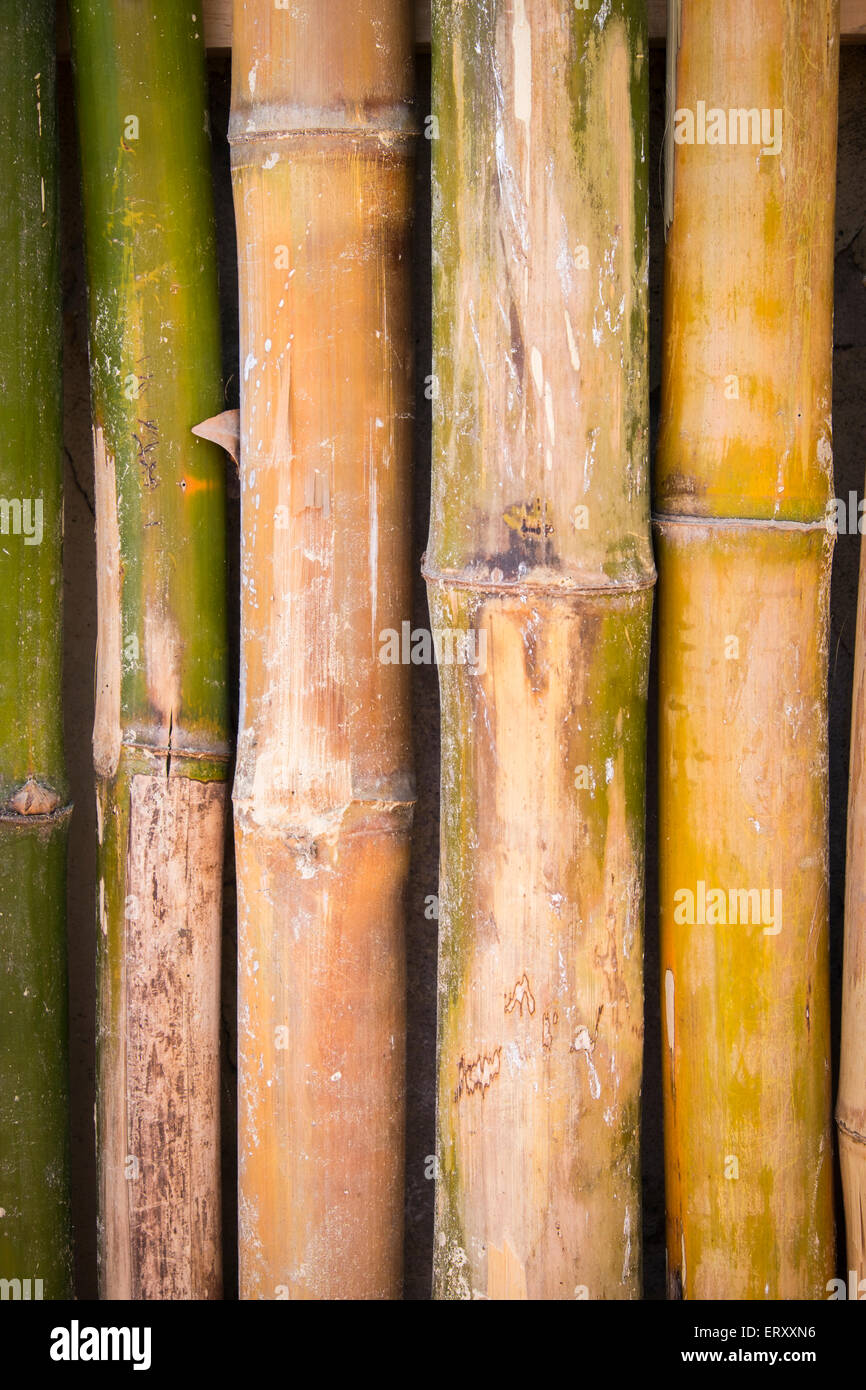 Bamboo wall Stock Photo