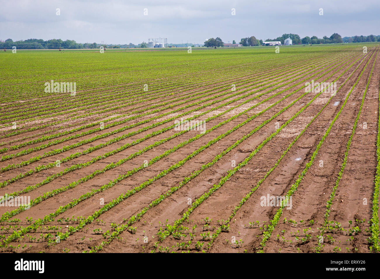 Clarksdale, Mississippi - Flat farm land in the Mississippi Delta. Stock Photo