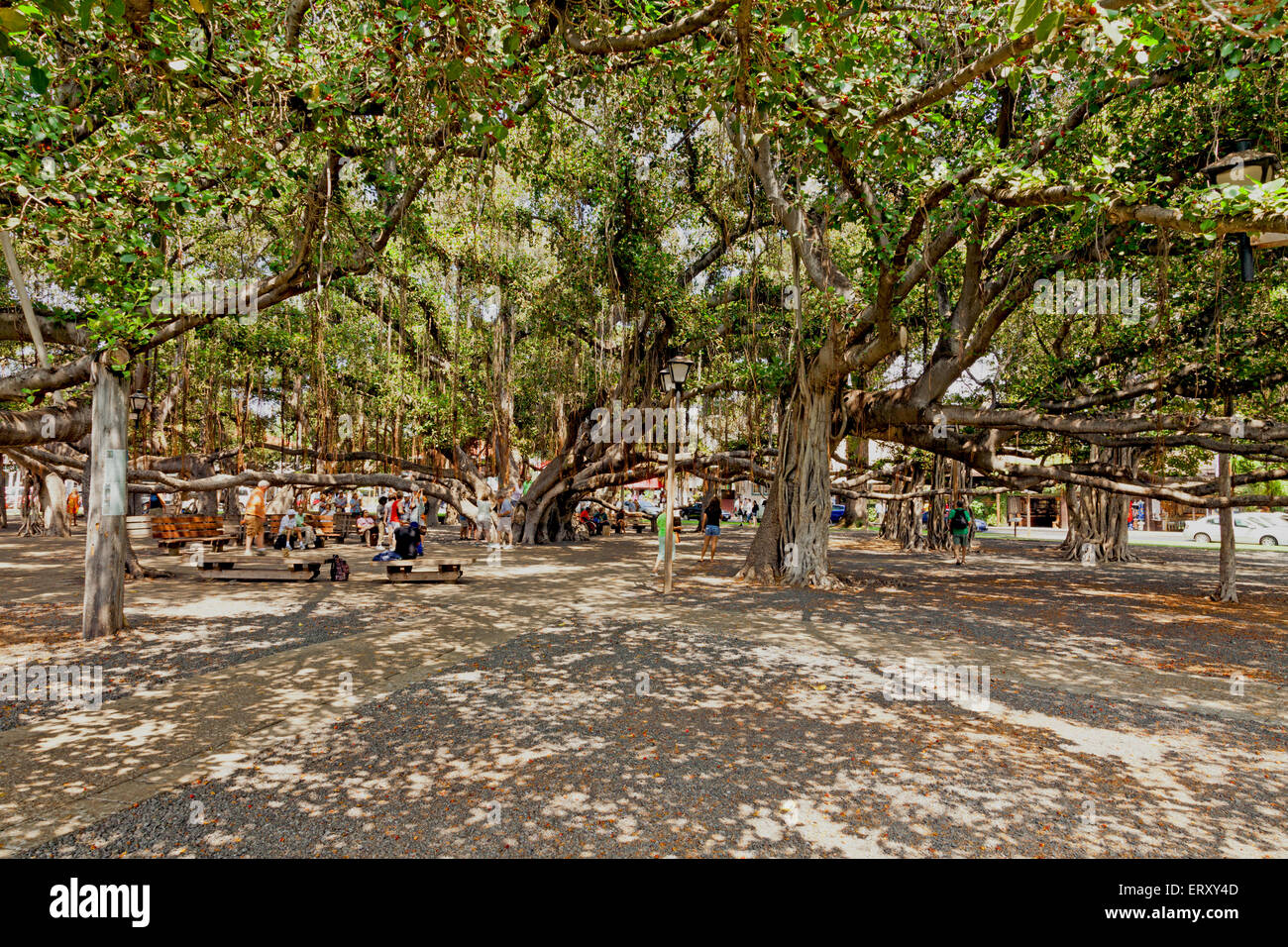 Lahaina's famed banyan tree dominates a downtown park.  This tree is the world's largest banyan. Stock Photo