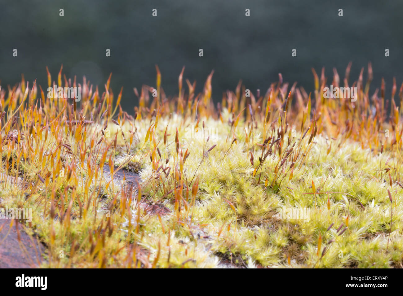 Moss picture hi-res stock photography and images - Alamy