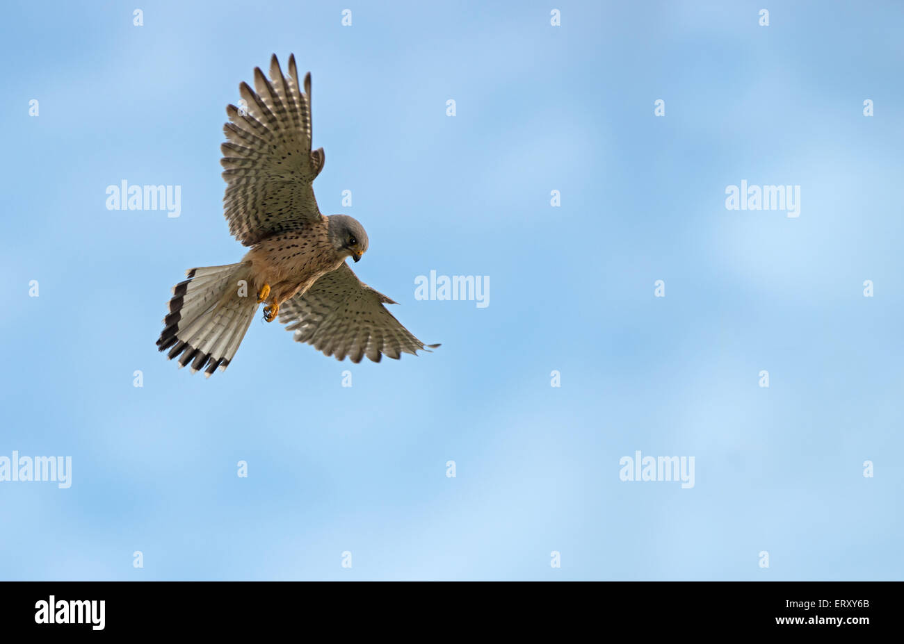 Male Kestrel, Falco-tinnunculus hovers. Spring. Uk Stock Photo