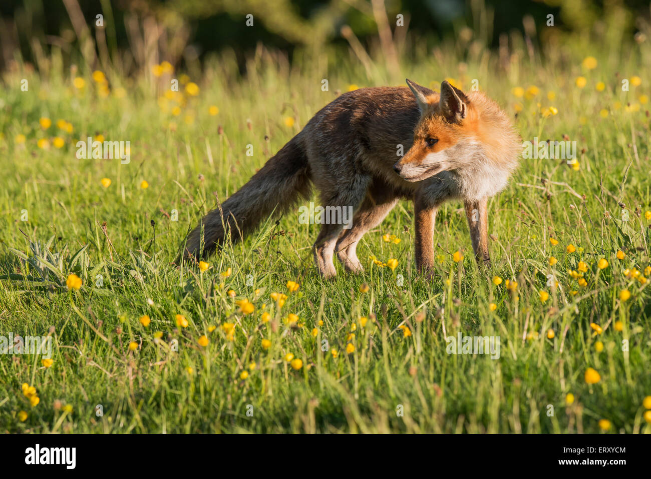 Sandwell Valley Country Park, England, UK, Foxes in Sandwell Valley Country Park,Credit :Christine Wood Stock Photo