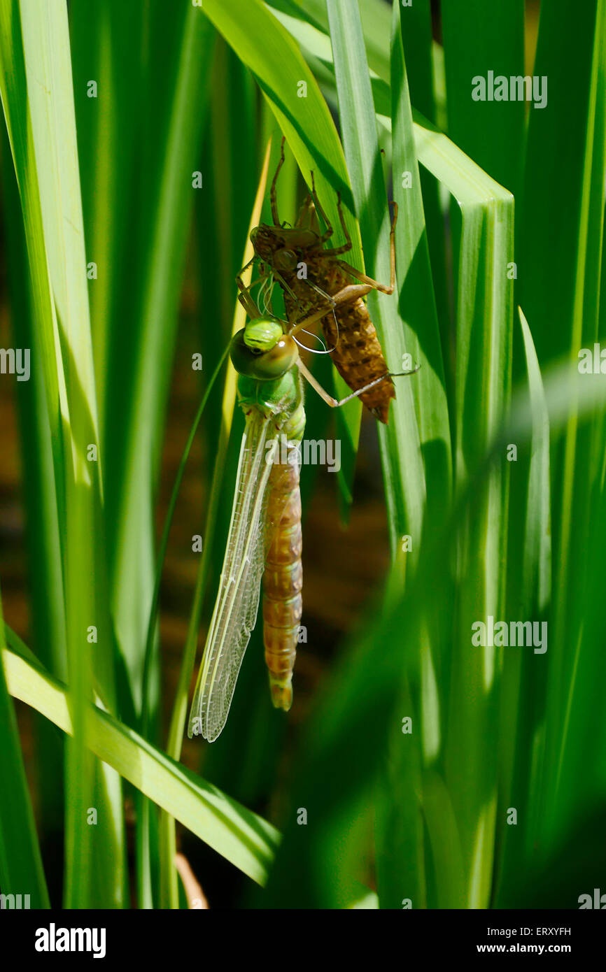 Dragonfly emerging from its nymph case on a summer morning, UK Stock Photo