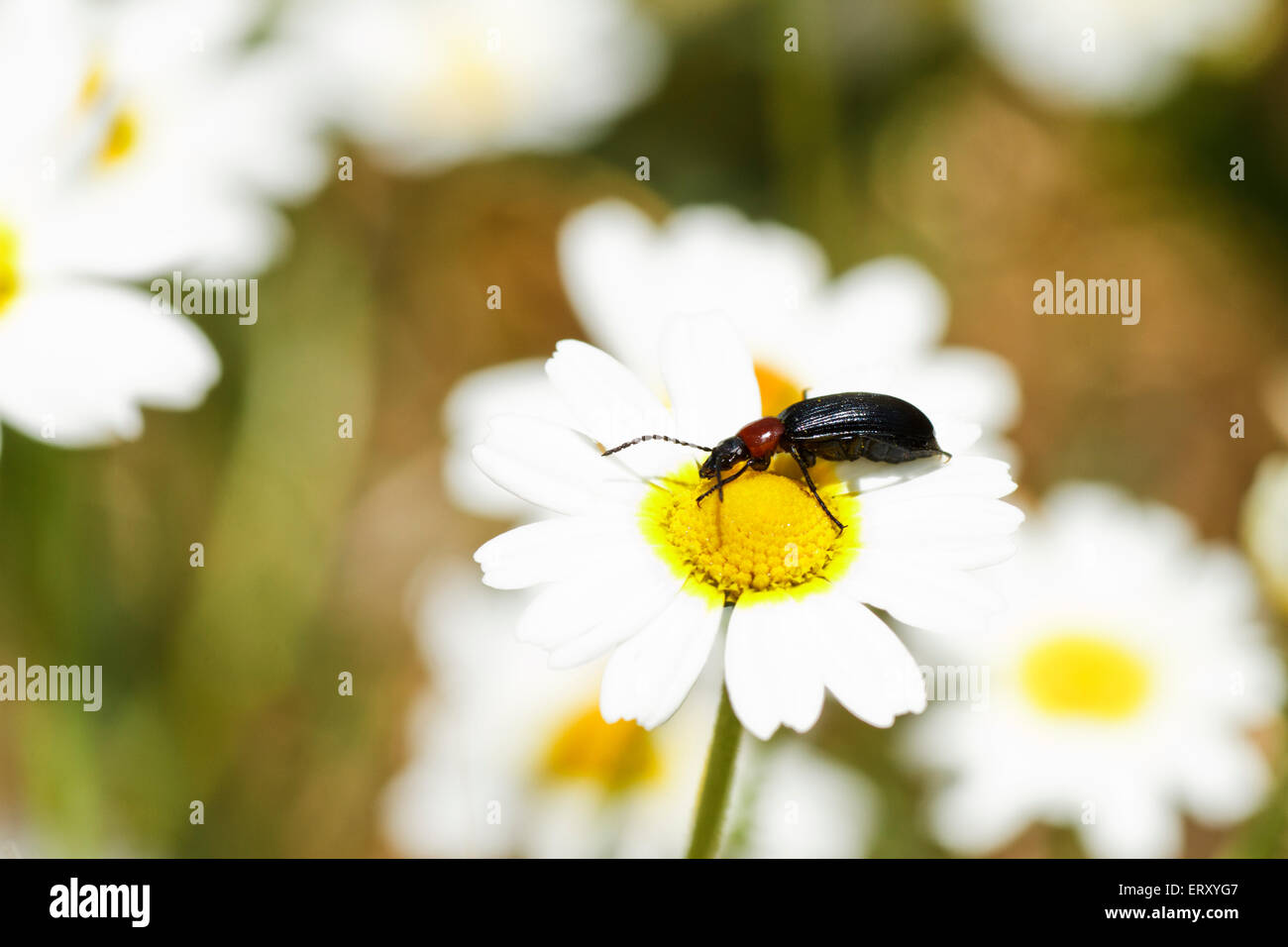 Darkling beetle feeding on a daisy Stock Photo Alamy