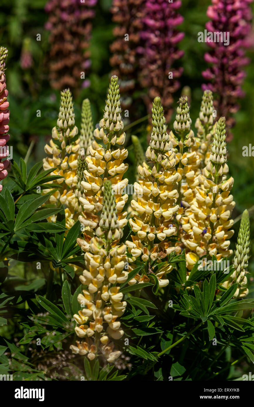 Garden lupine, Lupinus polyphyllus  Lupine, Lupines, Lupin Stock Photo