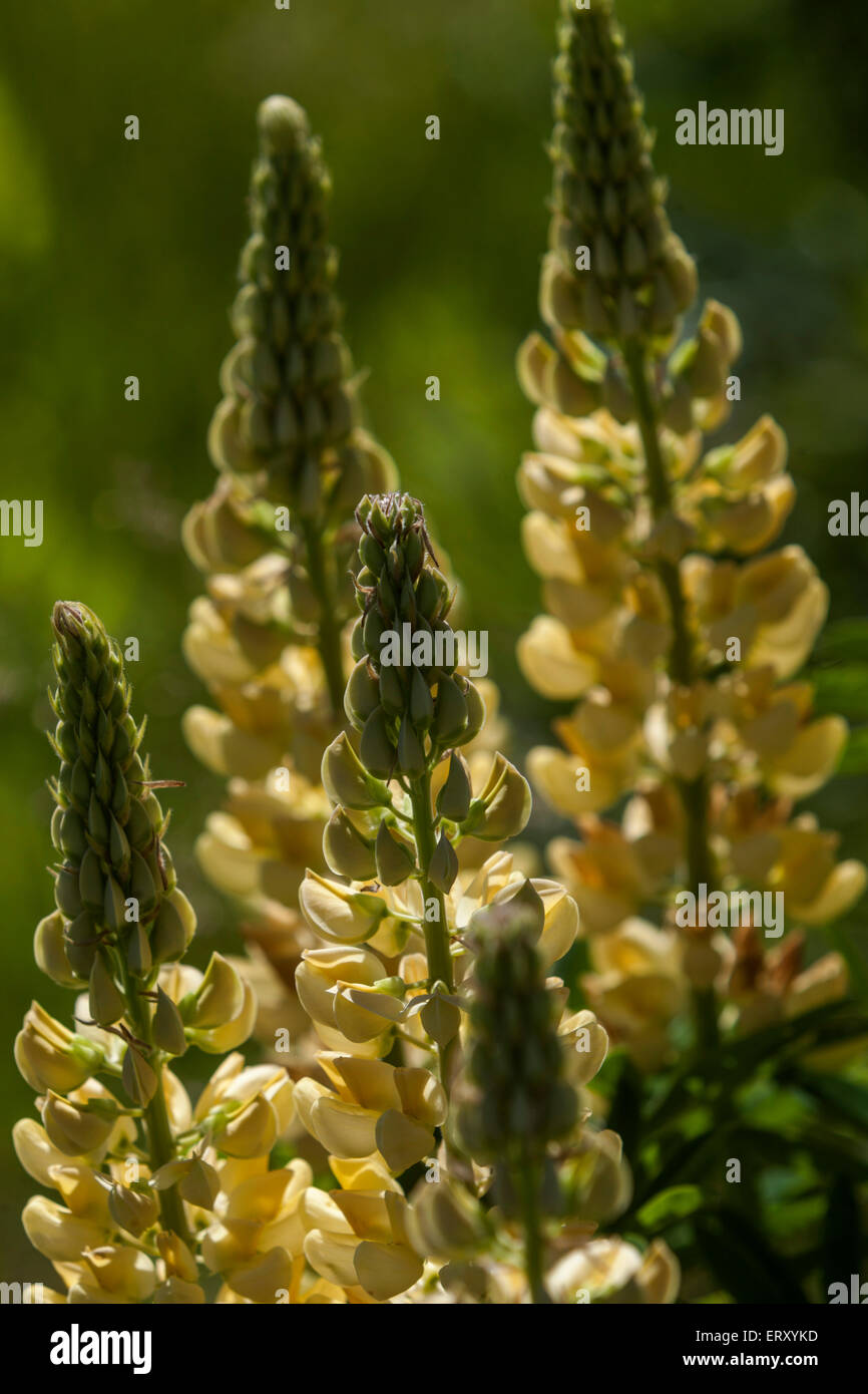 Garden lupine, Lupinus polyphyllus Lupine Stock Photo