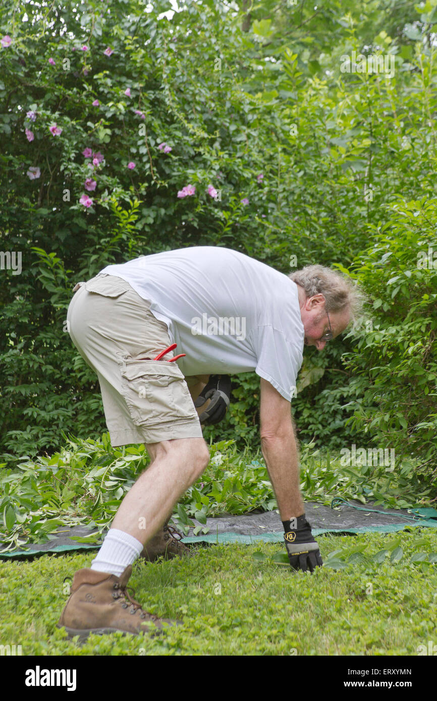 Middle aged man outside doing yard work, bending over to pick up bush clippings to throw on a tarp on the grass Stock Photo