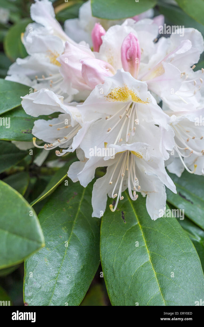An Isolated White Flower With Large Green Leaves Stock Photo Alamy