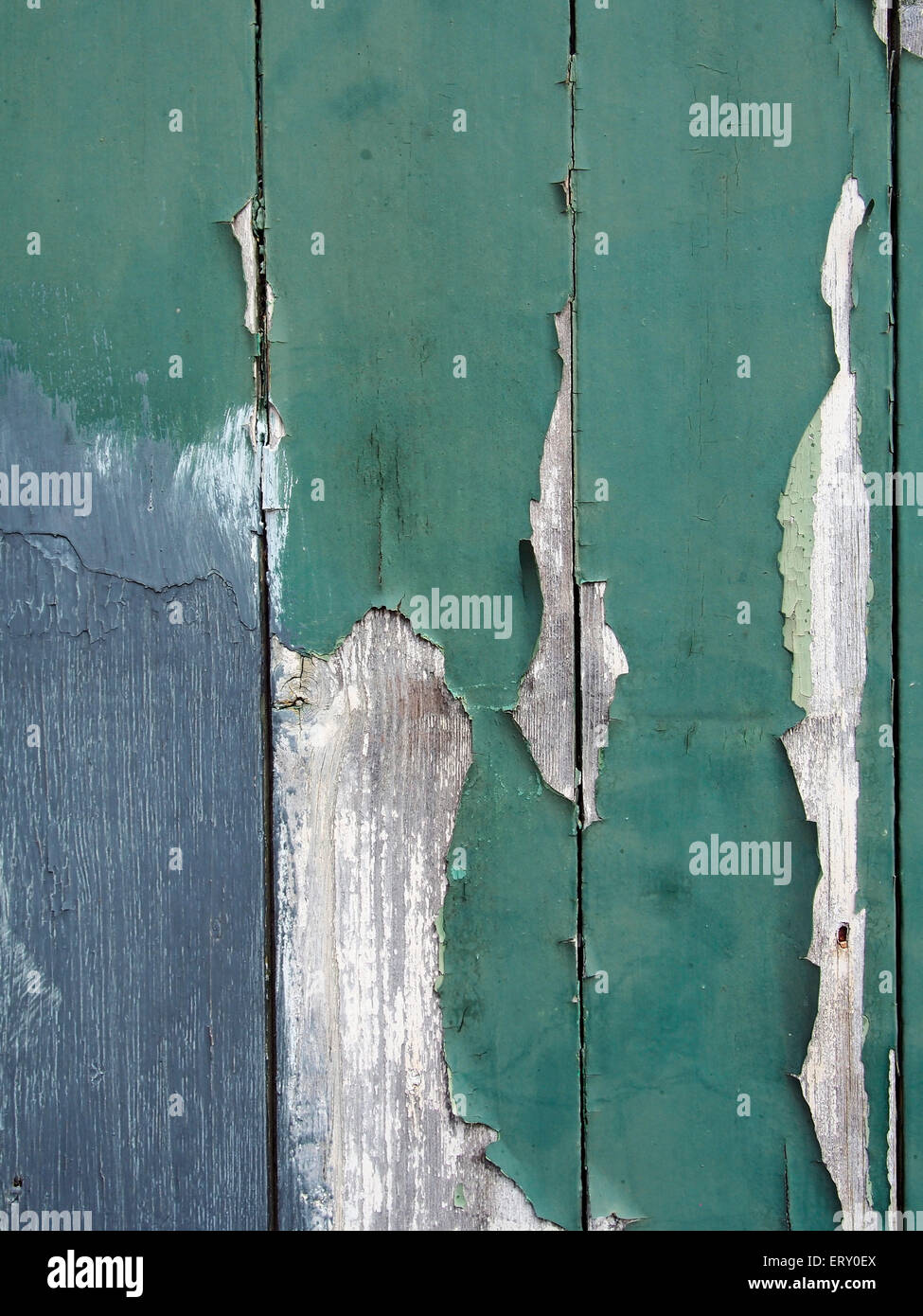 Green paint flaking off an old wooden door showing grey undercoat and primer underneath. Stock Photo