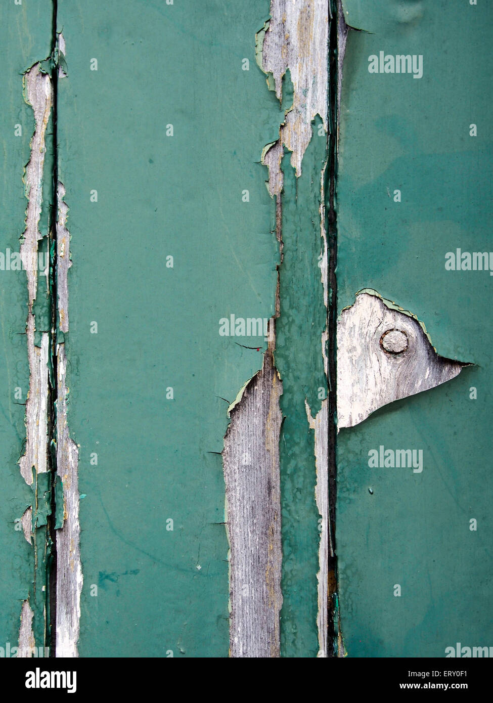 Green paint flaking off an old wooden door showing grey undercoat and primer underneath. Stock Photo
