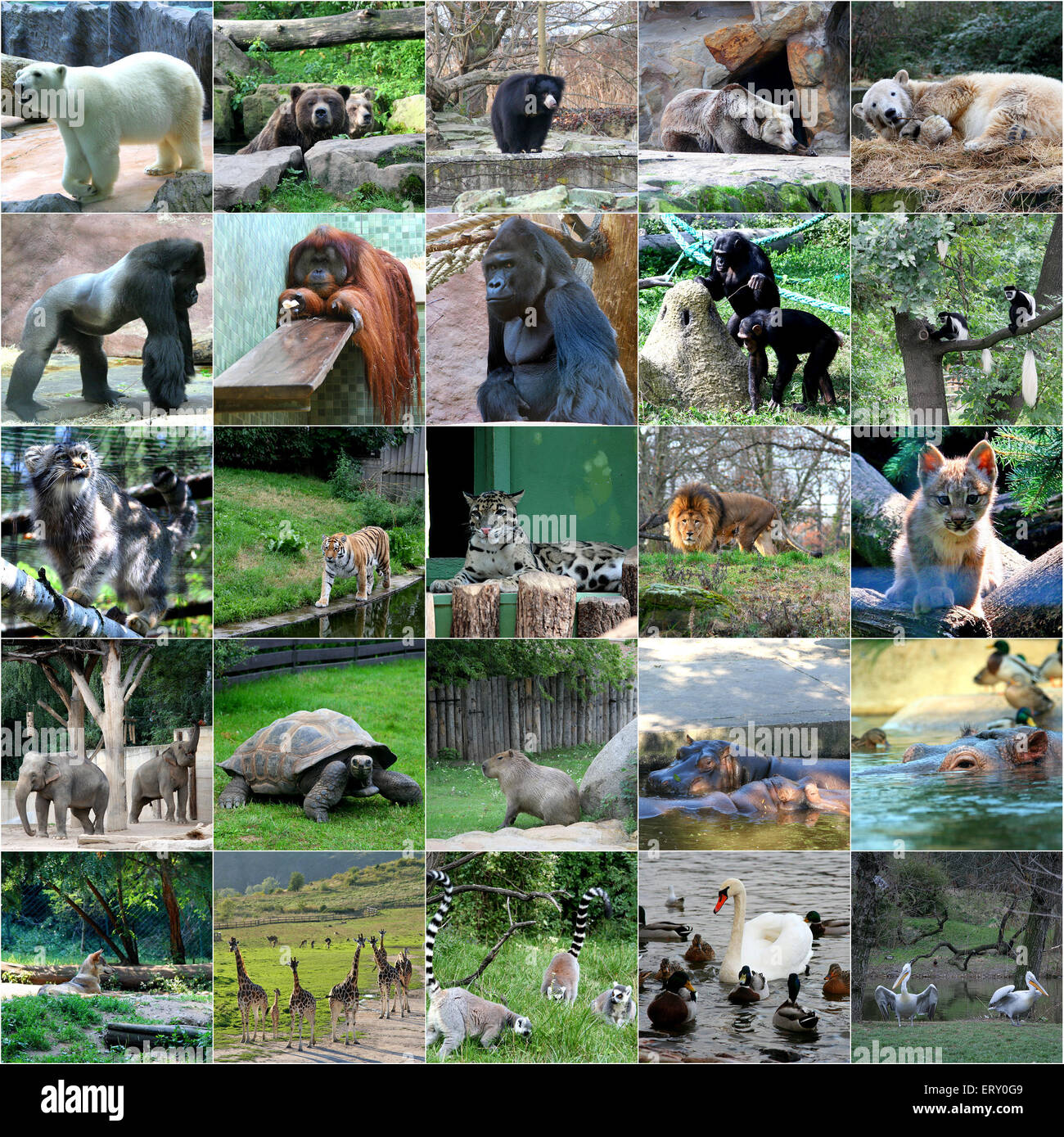 Collage of some wild animals Stock Photo - Alamy