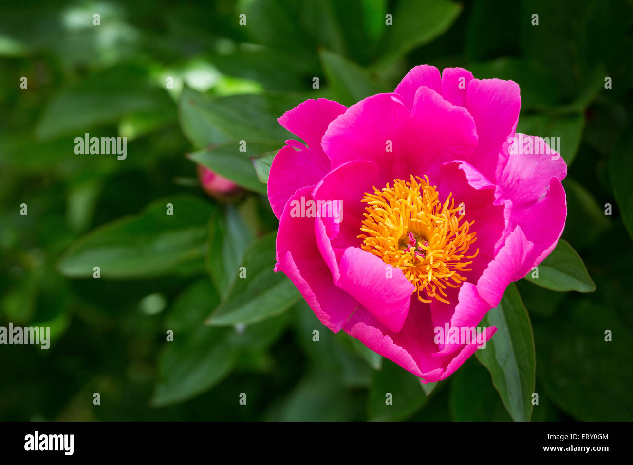Pink Camellia sasanqua flower with yellow centre with copy space Stock Photo