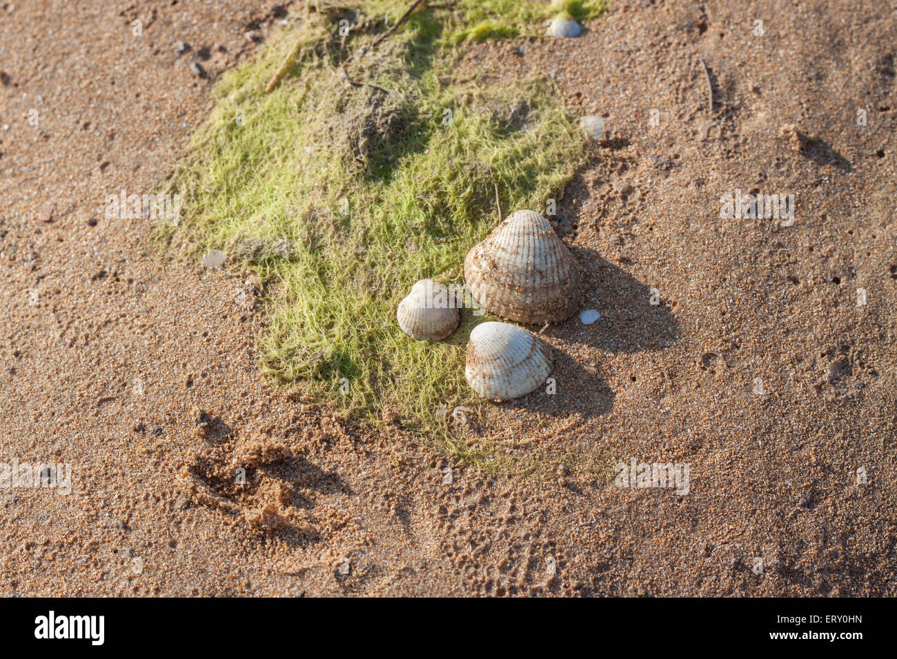 Three beautiful examples of shells over a beach vegetation on the sand ...