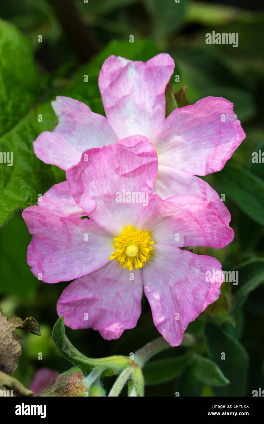 Delicate pink flowers of the hybrid sun rose, Cistus x lenis 'Grayswood Pink' Stock Photo