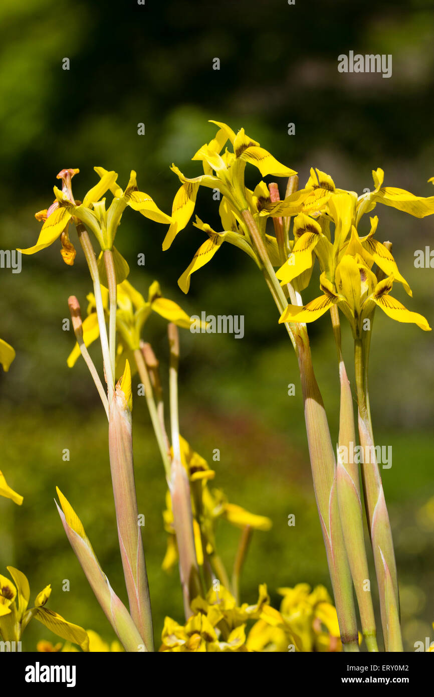 Brown marked yellow flowers of the half-hardy, scented cape iris, Moraea huttonii Stock Photo