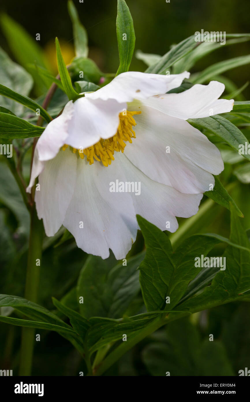 Drooping white flower of the compact species peony, Paeonia veitchii var. woodwardii 'Alba' Stock Photo