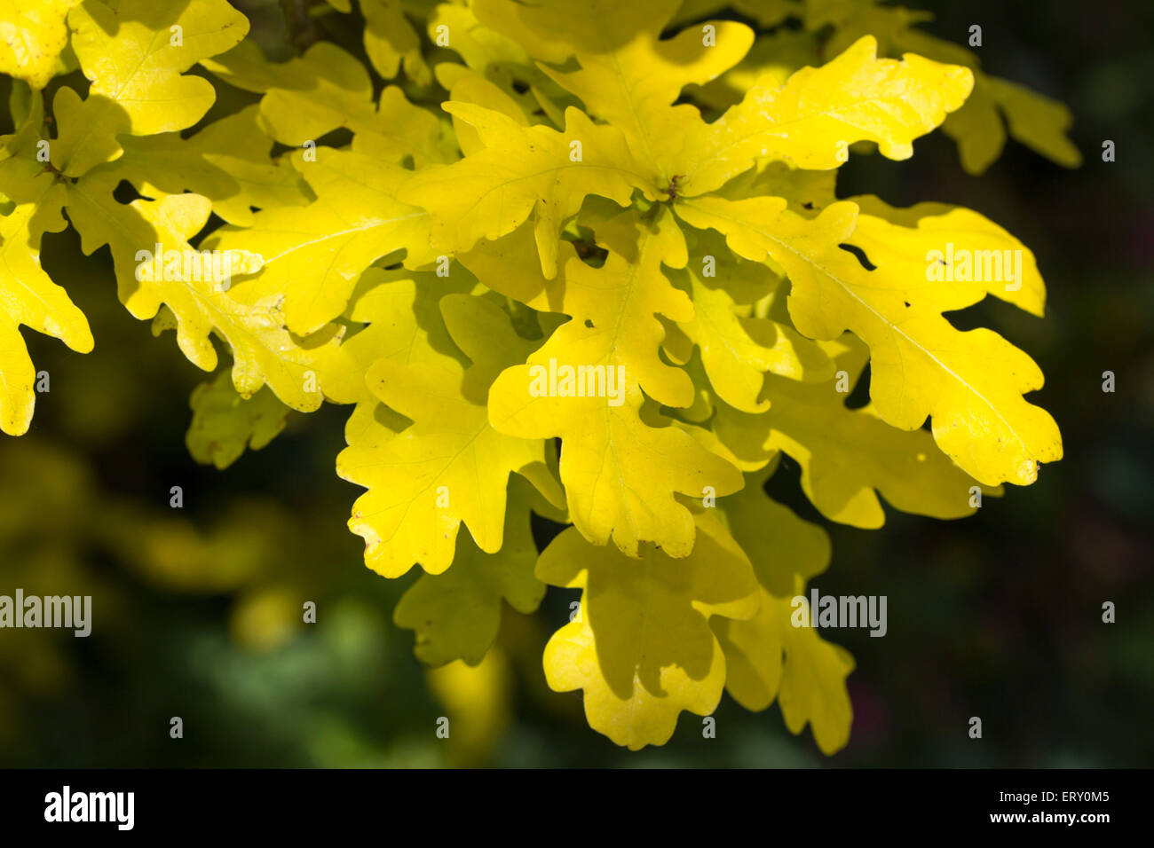 Golden foliage of the slow growing ornamental tree, Quercus robur