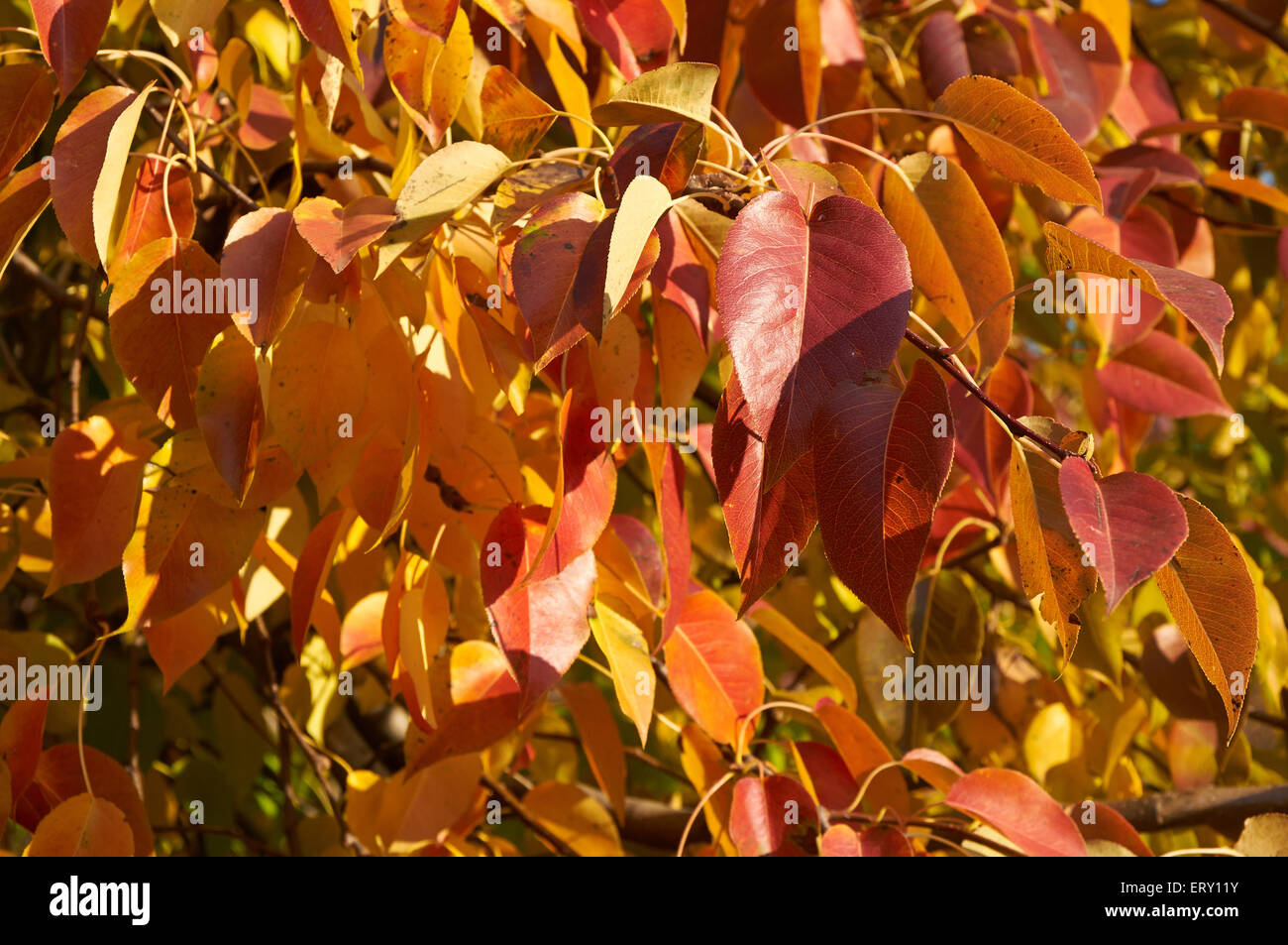 Bright red and yellow leaves of pear tree Stock Photo