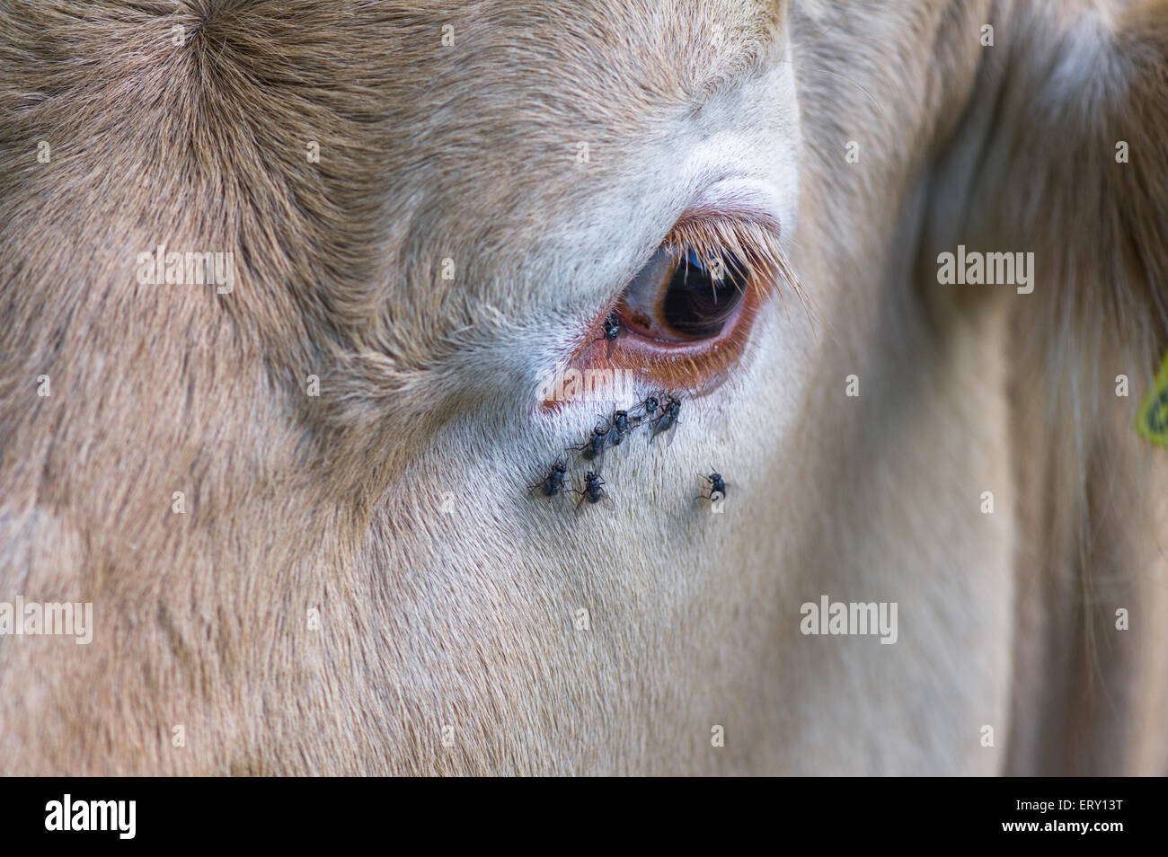 Blowflies or Bluebottle flies feeding off the teardrops from the eye of a cow. Stock Photo