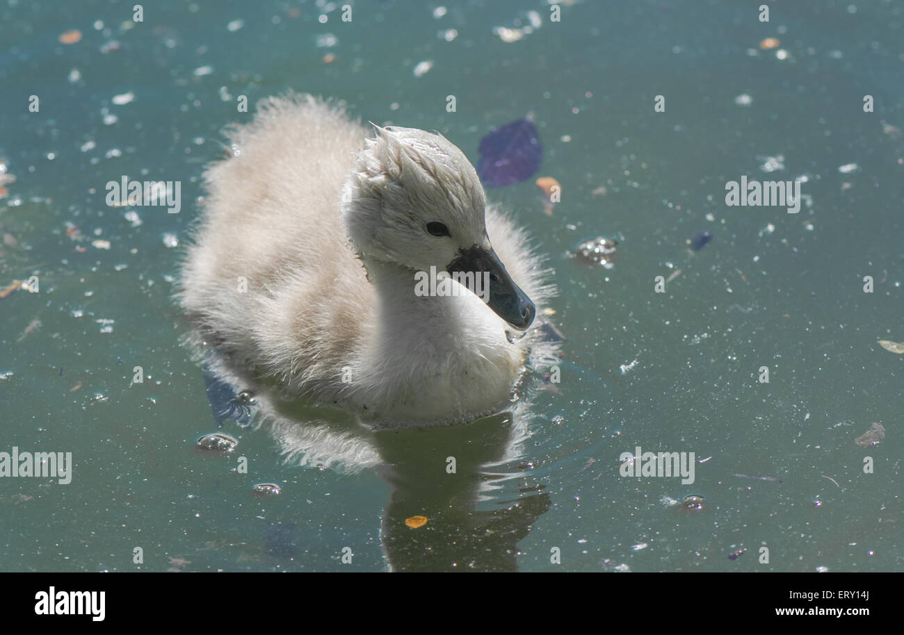 Young mute swan cygnet. Stock Photo
