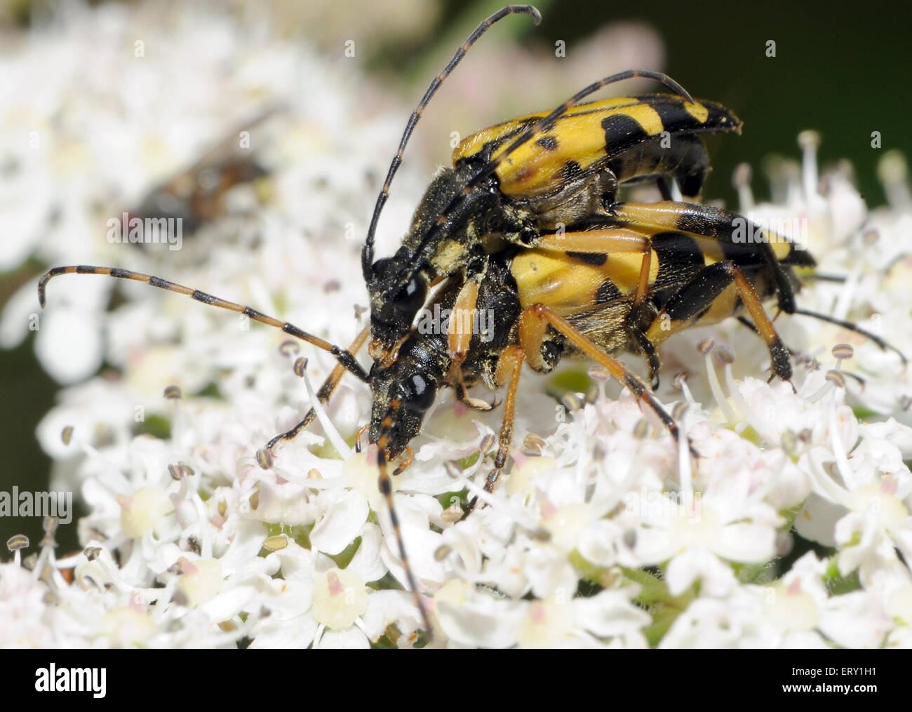 Black and Yellow Longhorn beetles (Rutpela maculate) mating on a hogweed (Heracleum sphondylium) flower head.  Bedgebury Forest, Kent, UK. Stock Photo