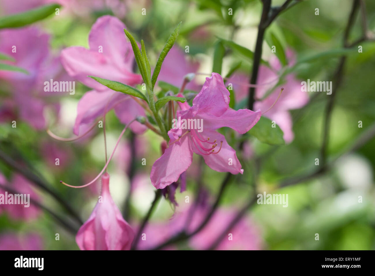 Rhododendron 'Mary Hoffman'. Stock Photo