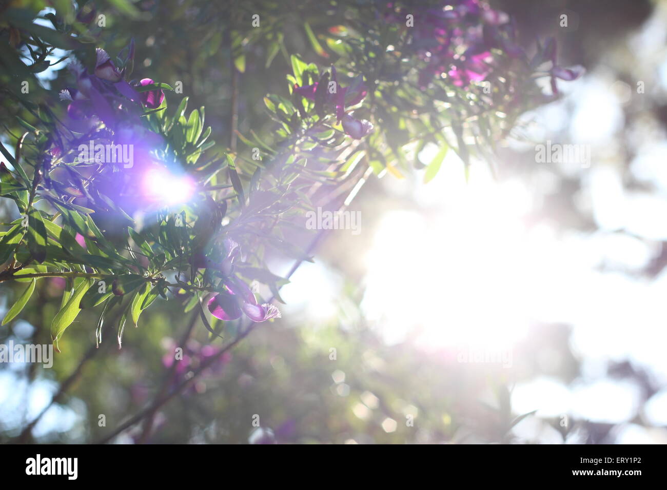 A purple flower is attracted the bright sunlight Stock Photo - Alamy
