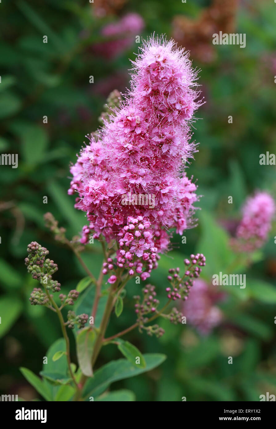 Bridewort, Willowleaf Meadowsweet, Spiraea salicifolia, Rosaceae. aka  Billiard Spiraea, Spiraea x billiardii Stock Photo