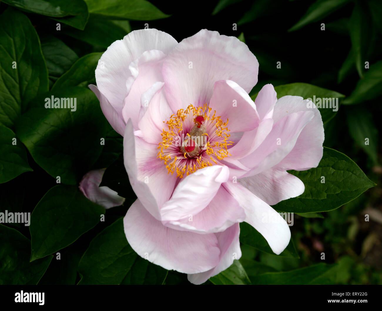 The Pink Peony is pink with orange stamens and a red bud in the center. Stock Photo