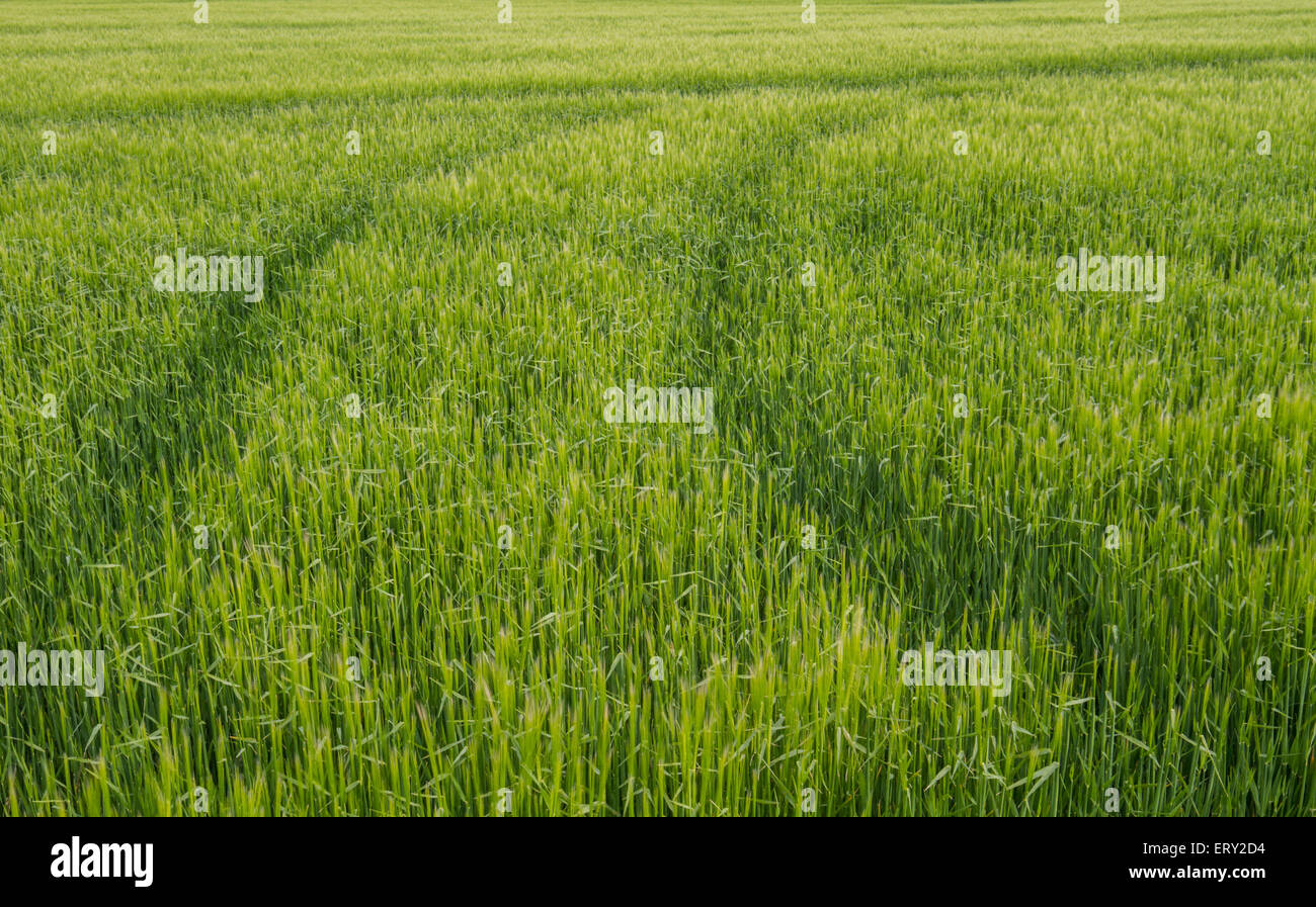 crops with tractor marks in field Stock Photo