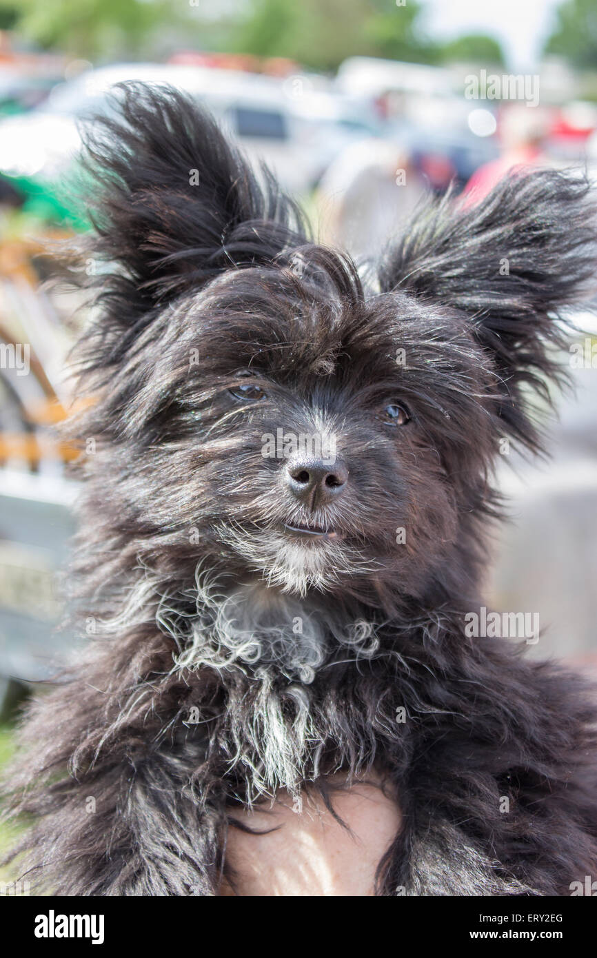young black dog with big ears Stock Photo Alamy