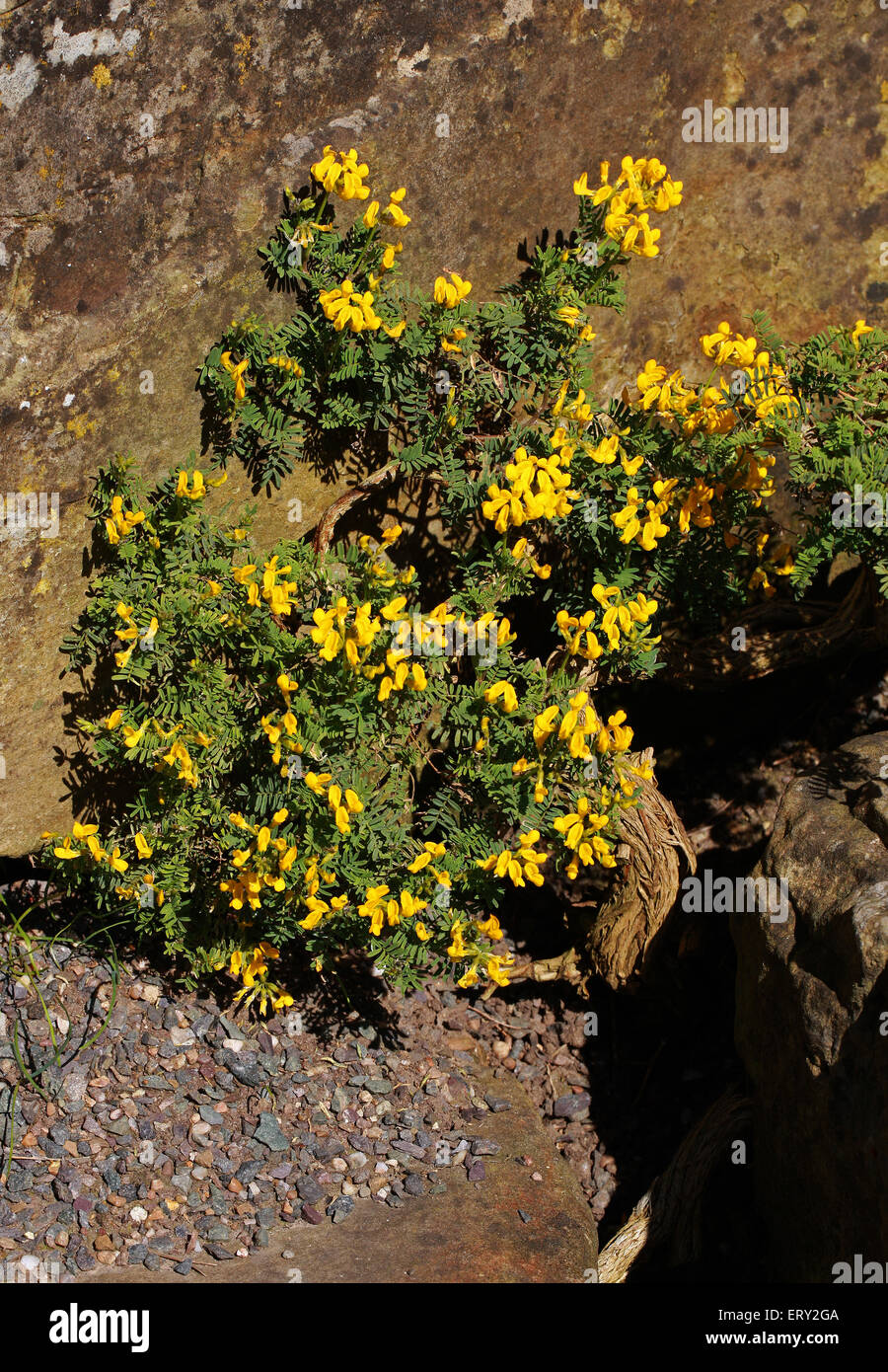 Horse Shoe Vetch, Hippocrepis balearica, Fabaceae. Balearic Islands, Spain. Stock Photo