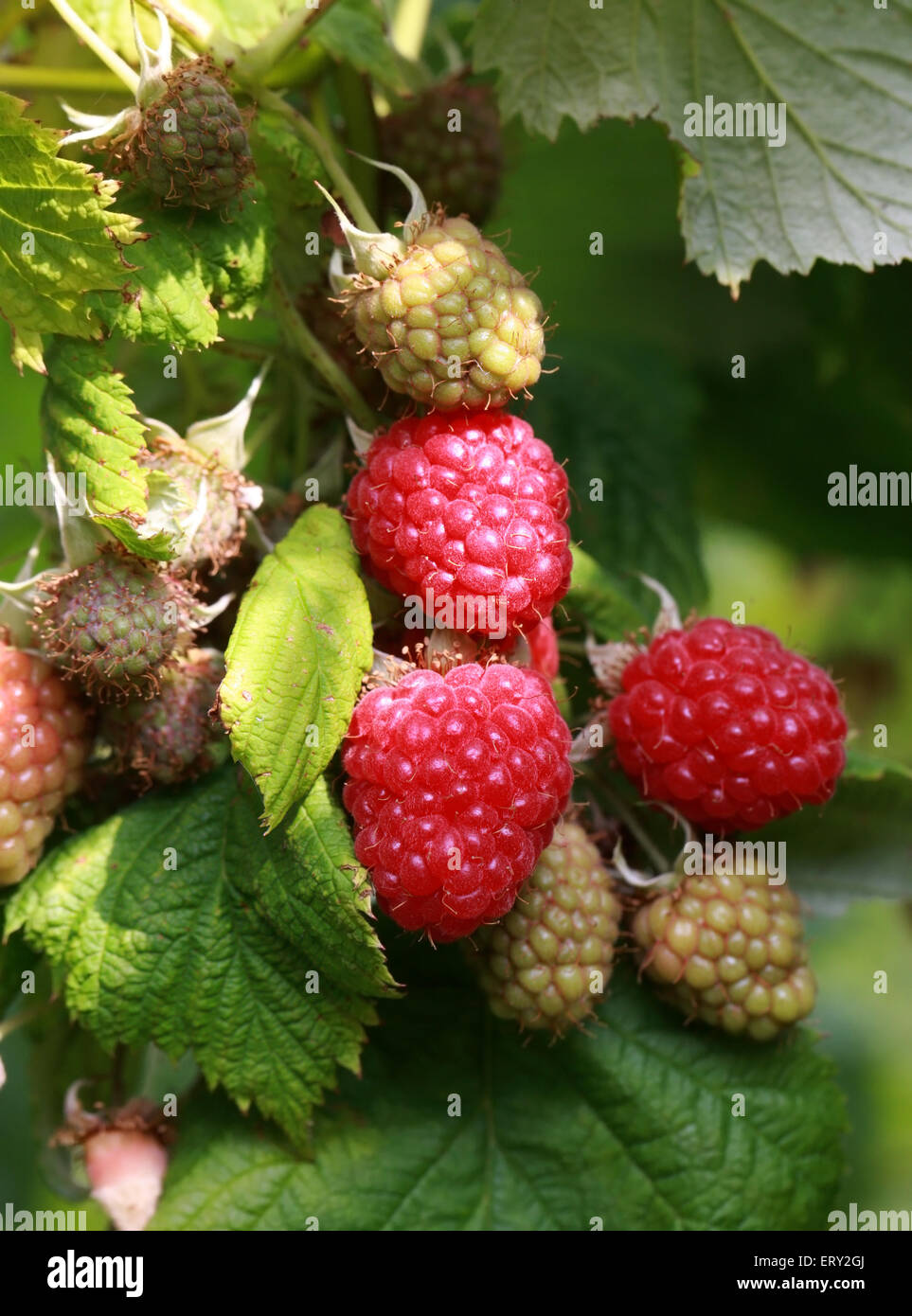 Red Raspberries, Rubus idaeus hybrid cultivar, Rosaceae. Stock Photo