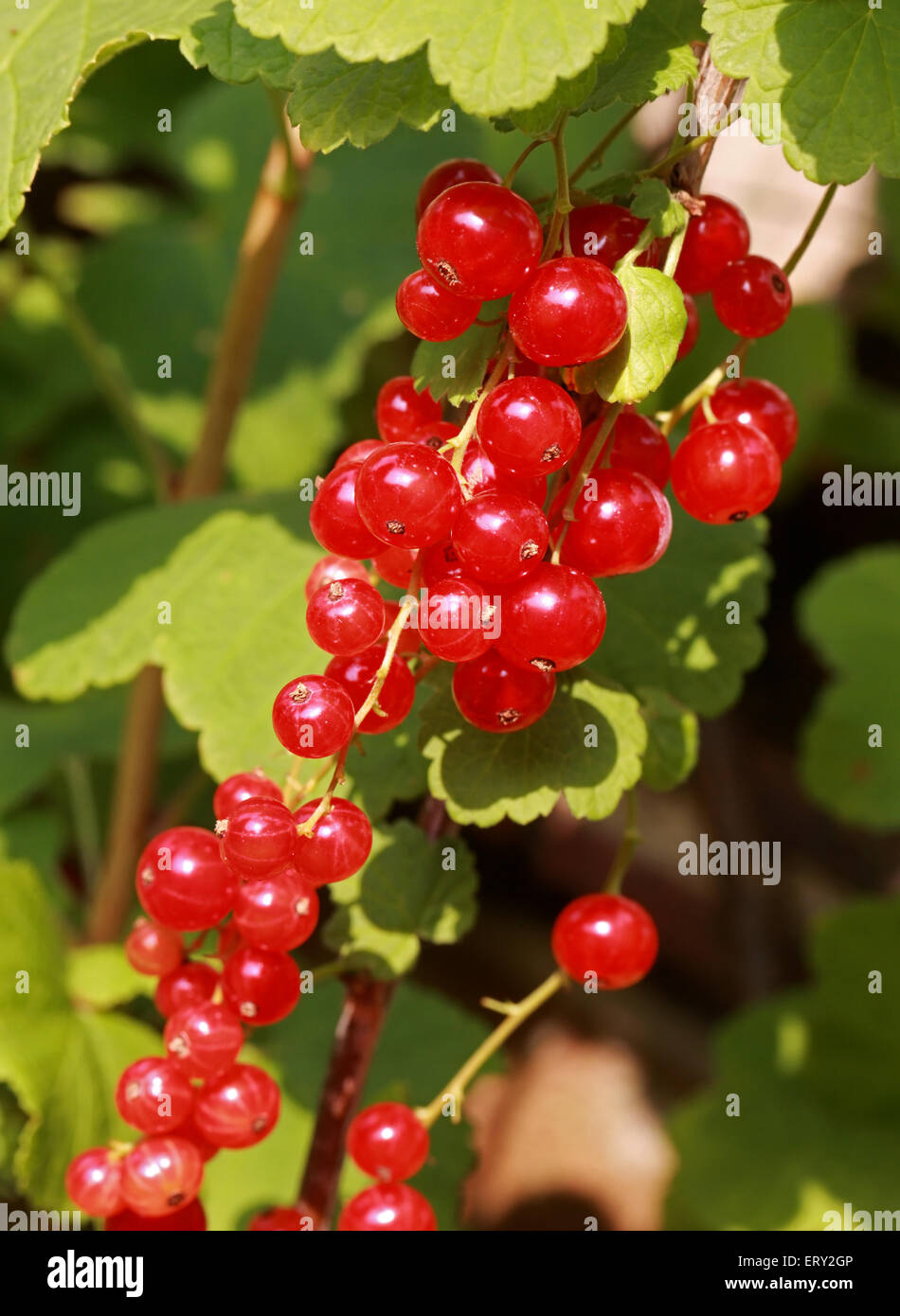 Redcurrant (or Red Currant) Fruit, Ribes rubrum, Grossulariaceae Stock Photo