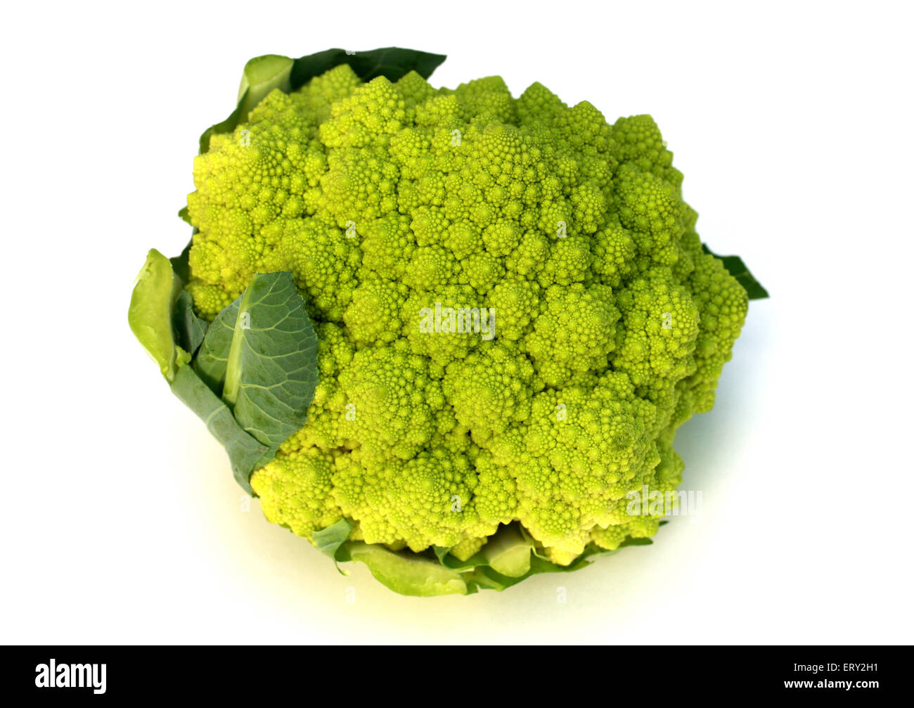 Romanesco, Romanesque Cauliflower or Romanesco Broccoli, Brassica oleracea, Brassicaceae. Stock Photo