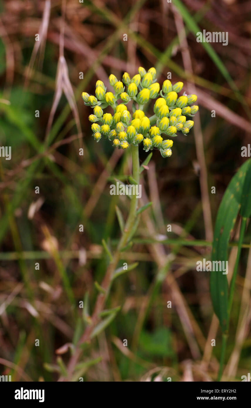 Reflexed Stonecrop, Sedum reflexum, Crassulaceae. British Wild Flower. Bedfordshire. Syn. Sedum rupestre, Petrosedum rupestre Stock Photo