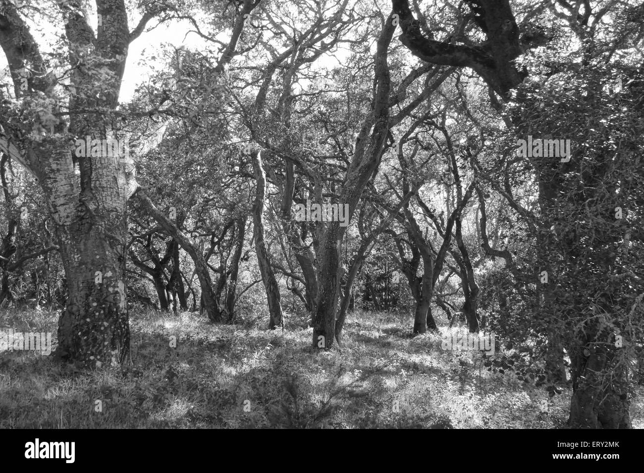 Abstract woodland Black and White Stock Photos & Images - Alamy