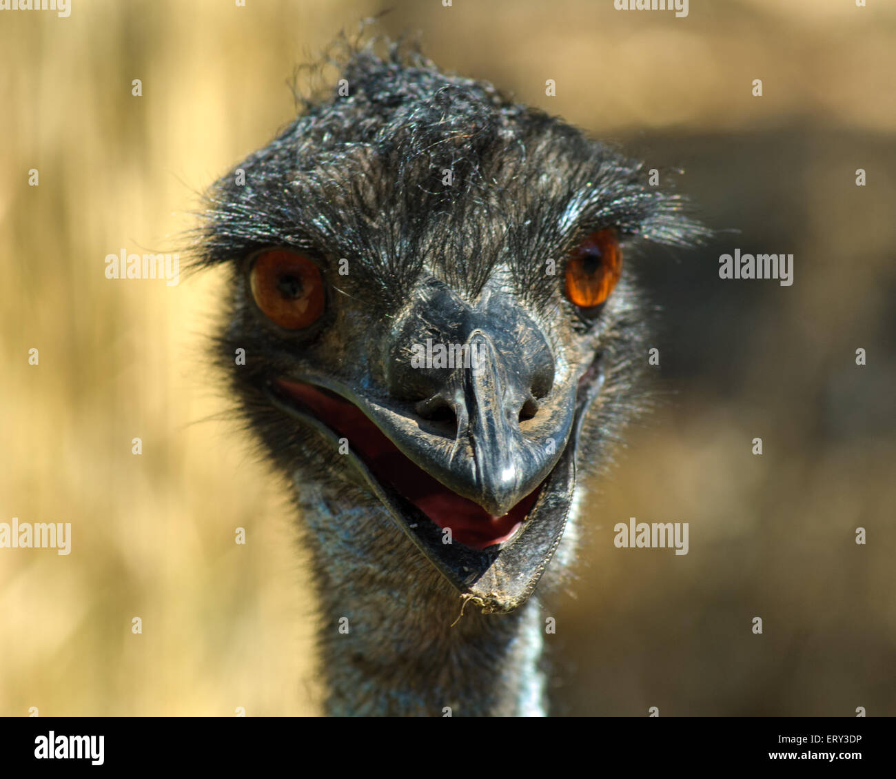 Emu (Dromaius novaehollandiae) in Gorge Wildlife Park, Adelaide, SA, Australia Stock Photo