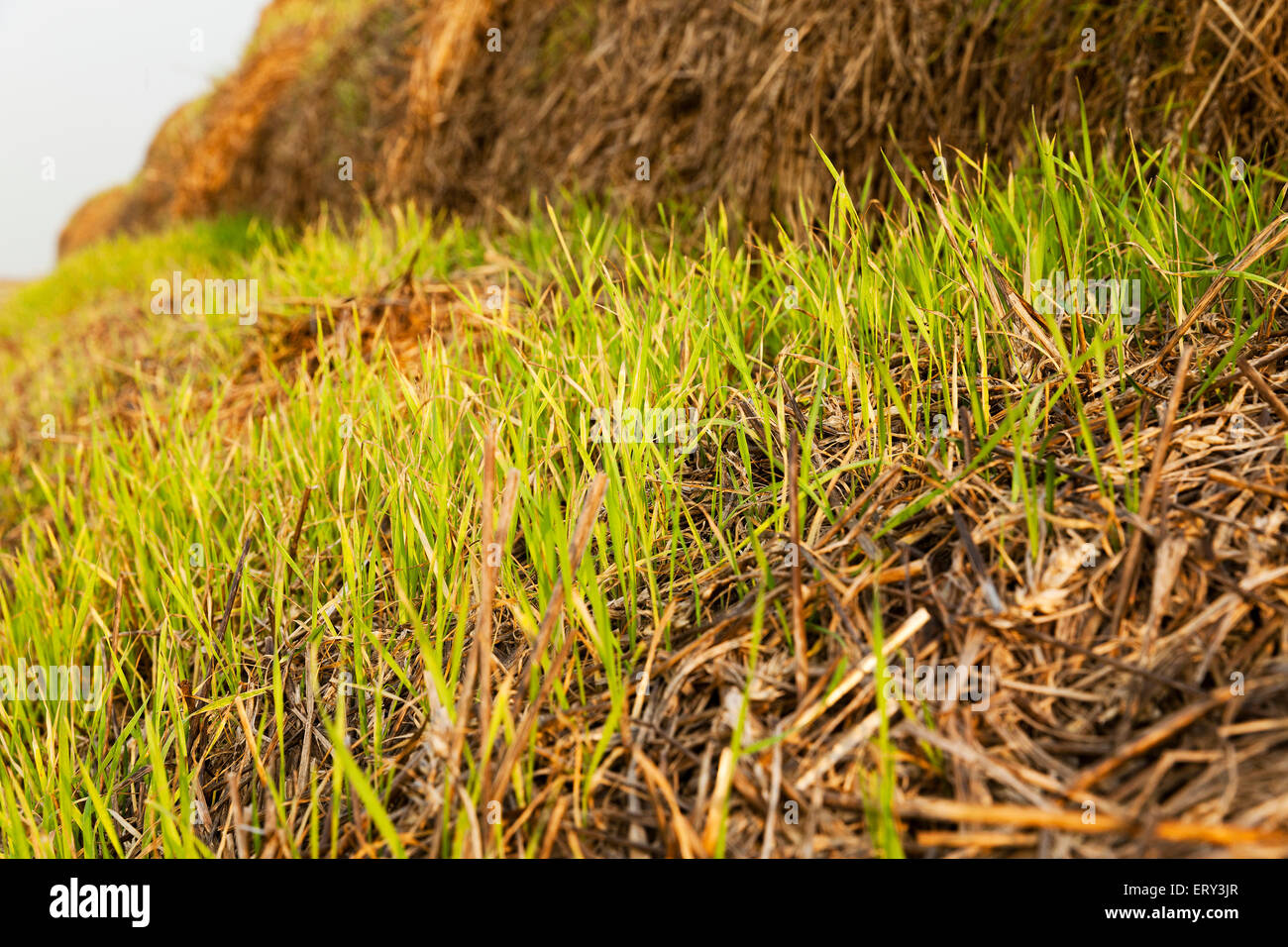 the sprouted wheat Stock Photo Alamy