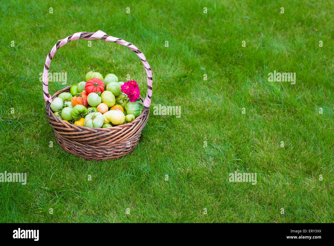 Large basket full of harvested tomatoes on green grass Stock Photo - Alamy