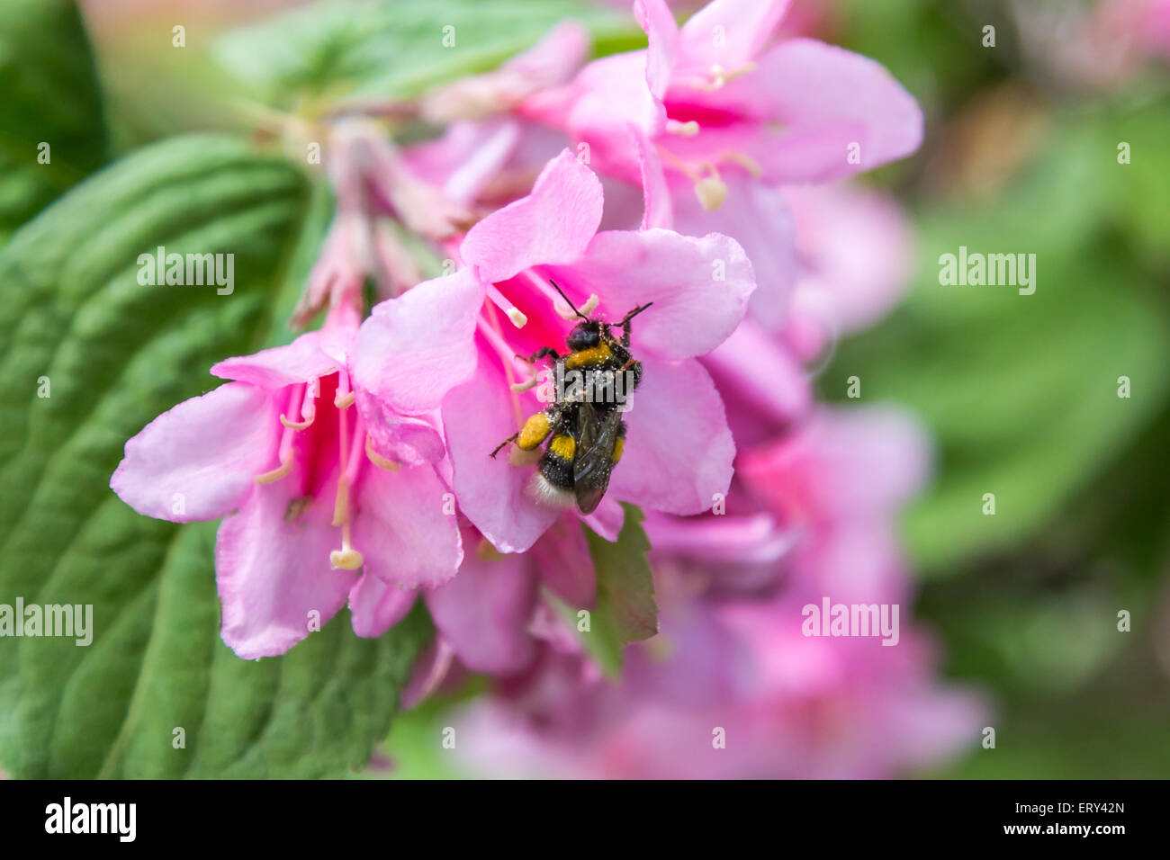 A Large Isolated Bee Pollinating a Pink Flower with Green Leaves Stock ...