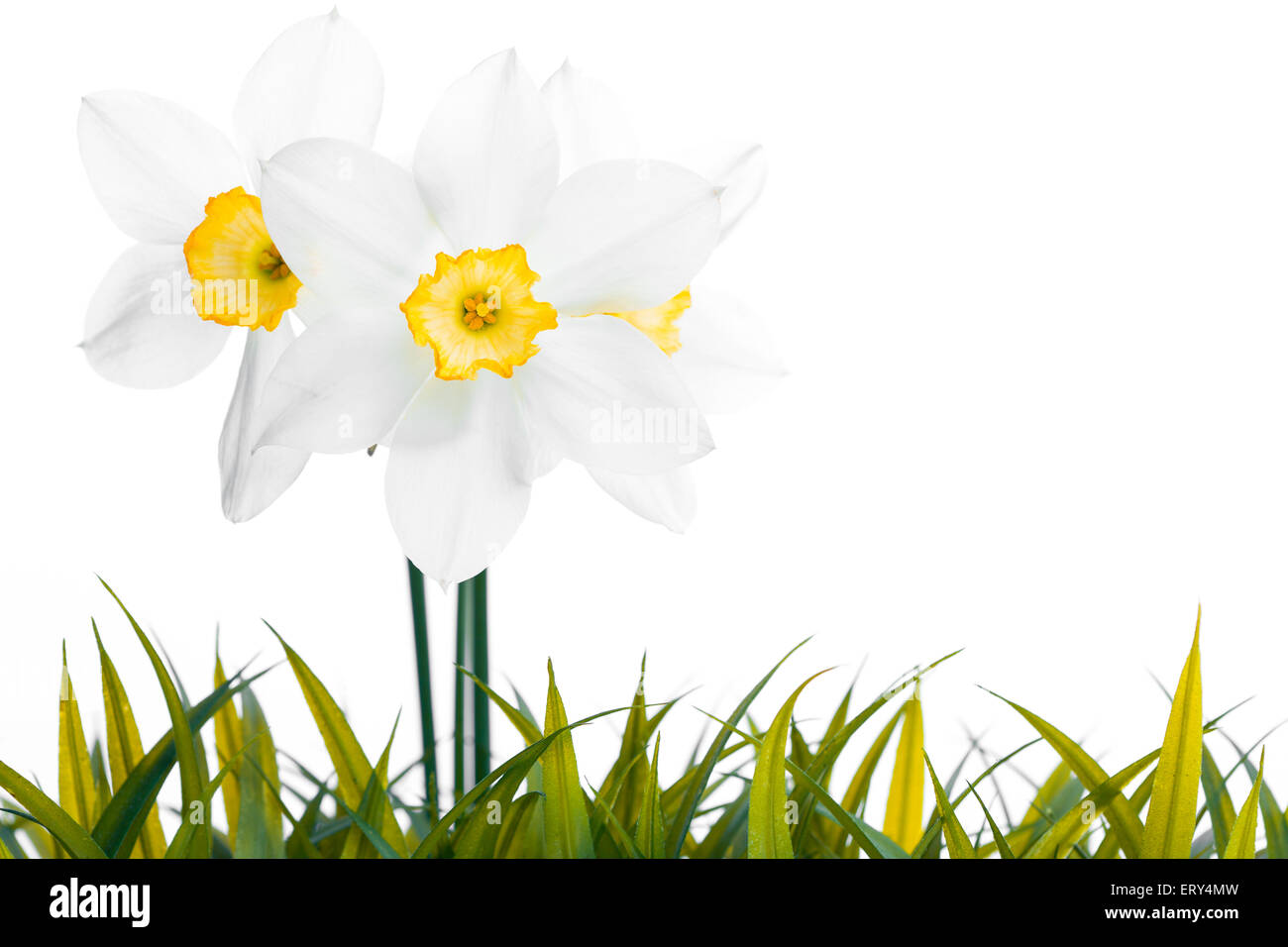 White daffodil narcissus jonquil flower plants Stock Photo Alamy