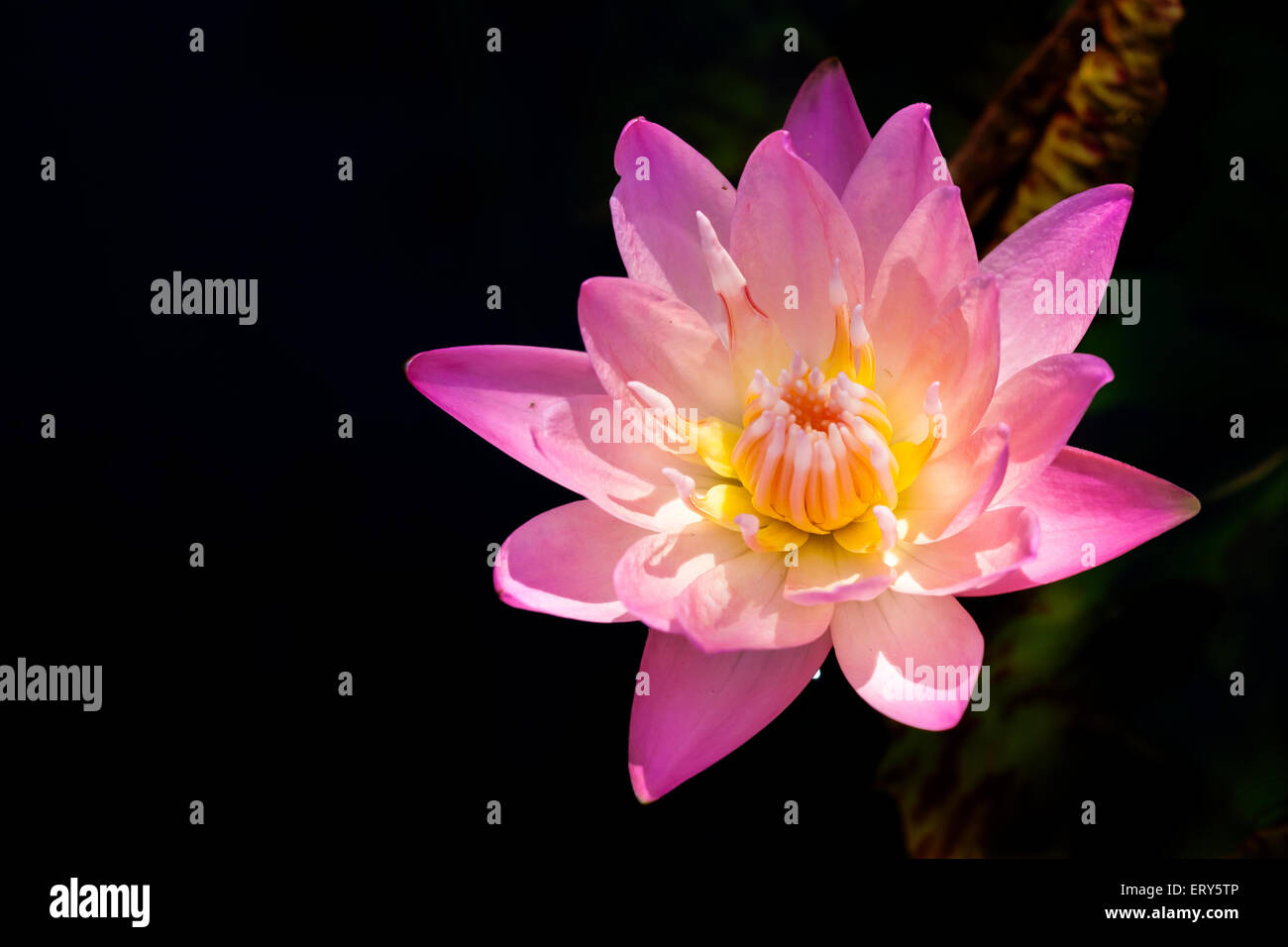 Purple Lotus water lily for nature background Stock Photo - Alamy