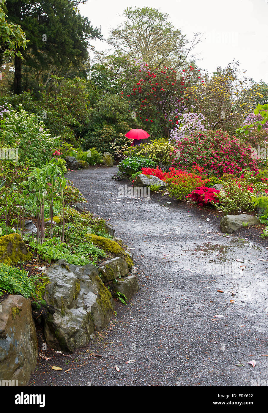 Rain falling on a curving path in an English garden in spring Stock Photo